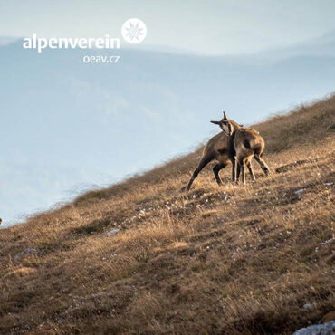 Koncepto reklamní agentura a grafické studio – Alpenverein OEAV.CZ